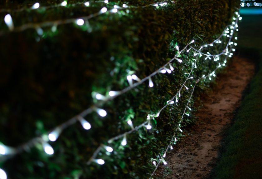 Outdoor tree and shrub lighting